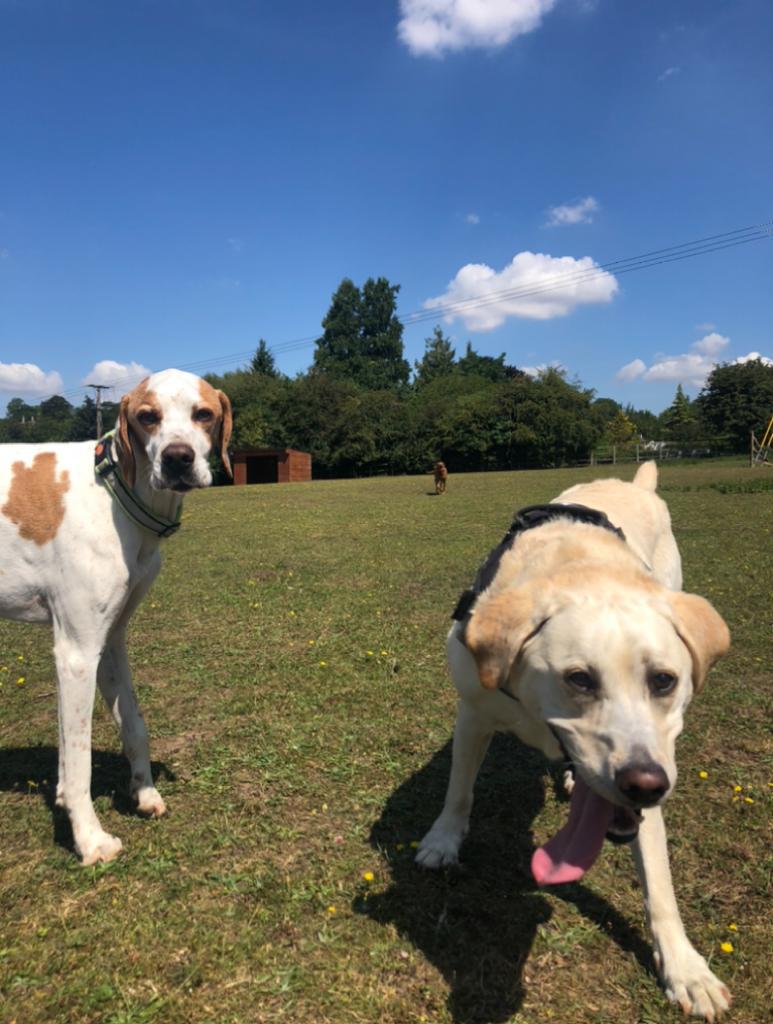 Dogs at play in private country field